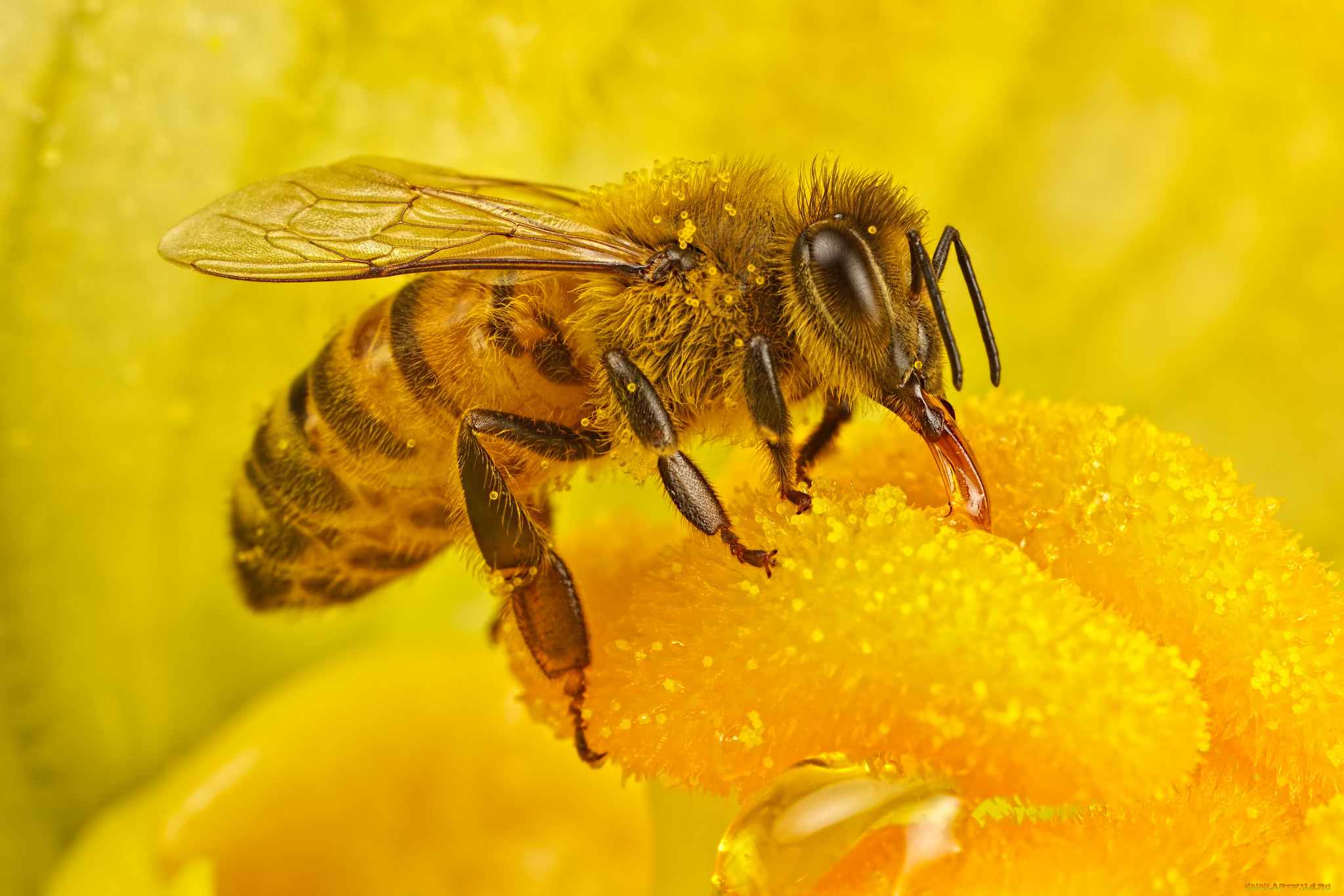 Жужжание 1. Среднерусская медоносная пчела. Пчела фото. Красивая пчела. Рабочая пчела.